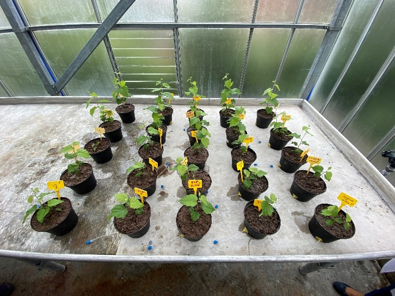 Plants in the laboratory