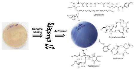 BMA_Genome-mining-small-1