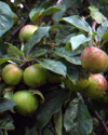Manzanas