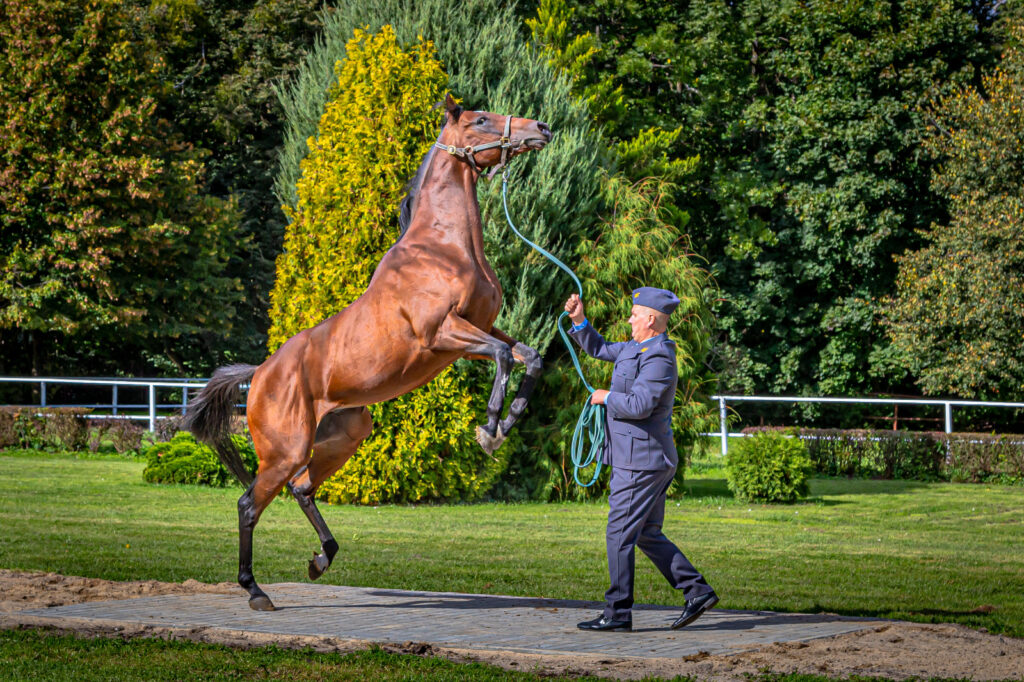 Exhibición de caballos antes de su venta