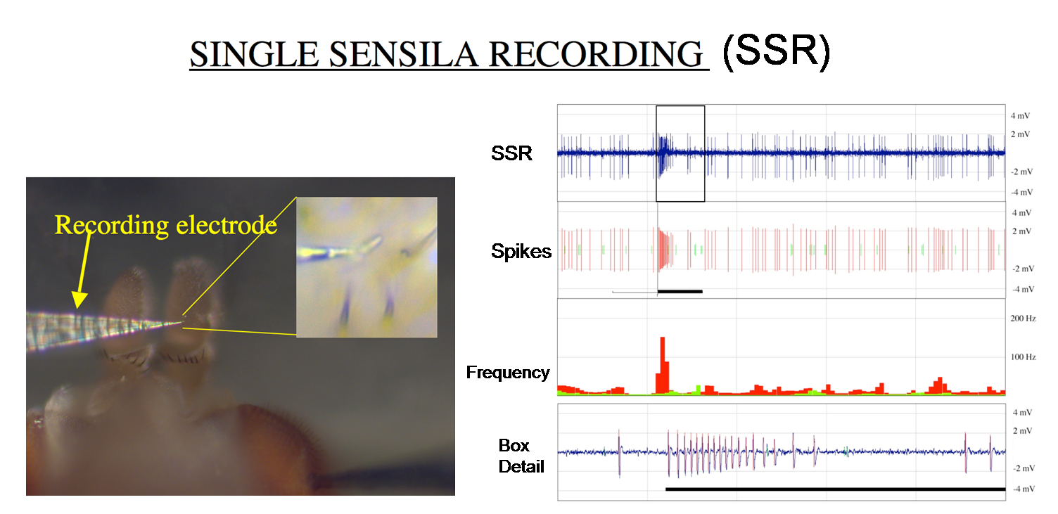Single Sensila Recording(SSR)