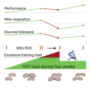 Excessive exercise training causes mitochondrial functional impairment and decreases glucose tolerance in healthy volunteers