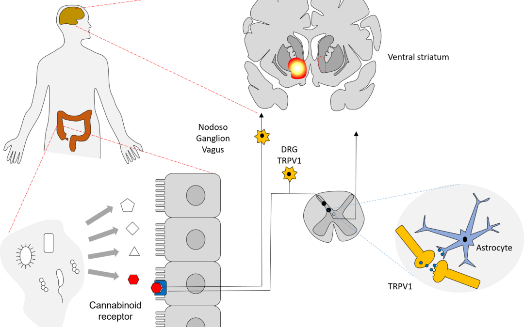 EJE INTESTINO-CEREBRO EN LA MOTIVACIÓN PARA EL EJERCICIO / GUT-BRAIN AXIS IN THE MOTIVATION FOR PHYSICAL EXERCISE