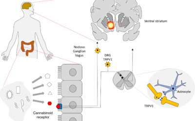 EJE INTESTINO-CEREBRO EN LA MOTIVACIÓN PARA EL EJERCICIO / GUT-BRAIN AXIS IN THE MOTIVATION FOR PHYSICAL EXERCISE