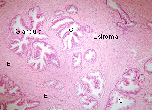 próstata histología normal